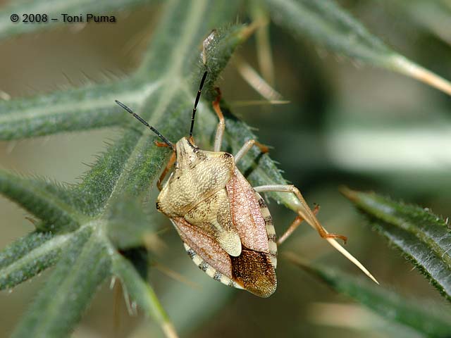 Pentatomide: Carpocoris cfr. mediterraneus